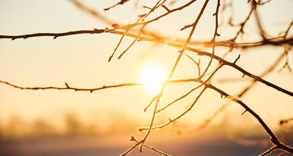 Branches in winter sun